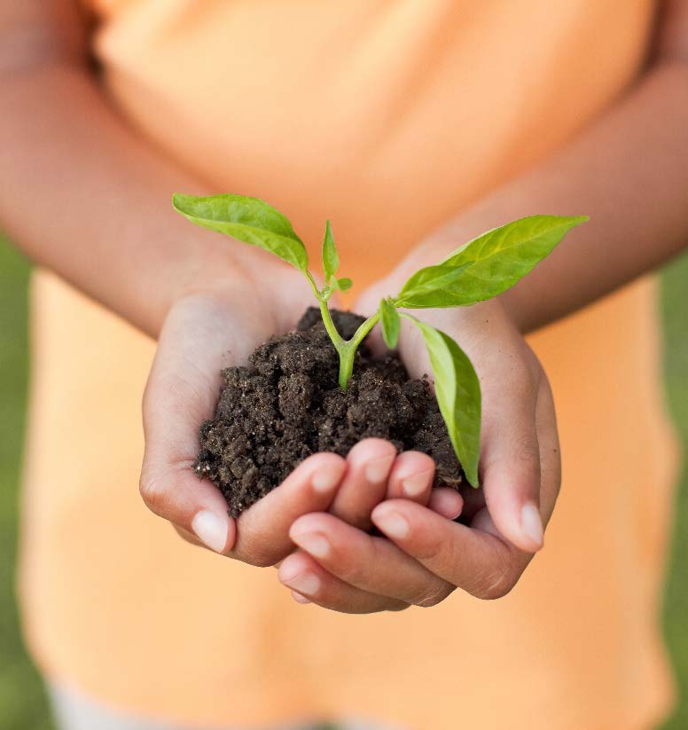 Hands holding plant