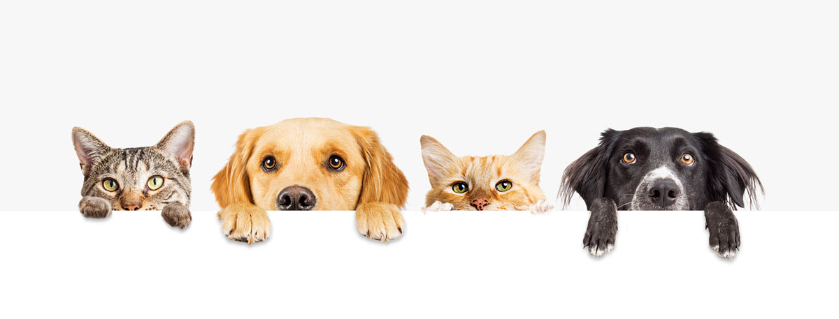 pets